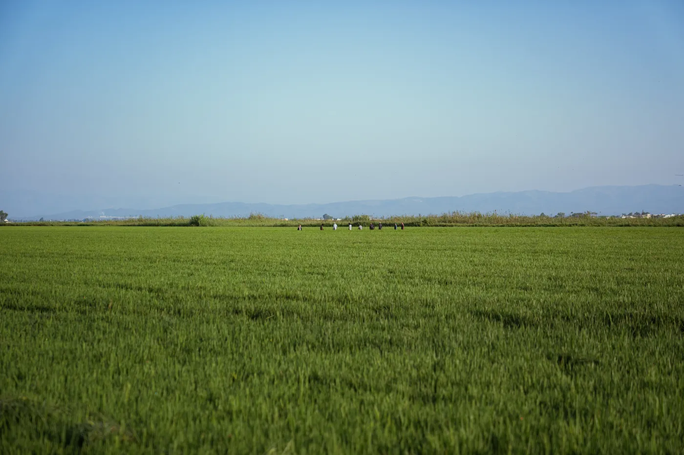 Foto 2 del Delta de l'Ebre